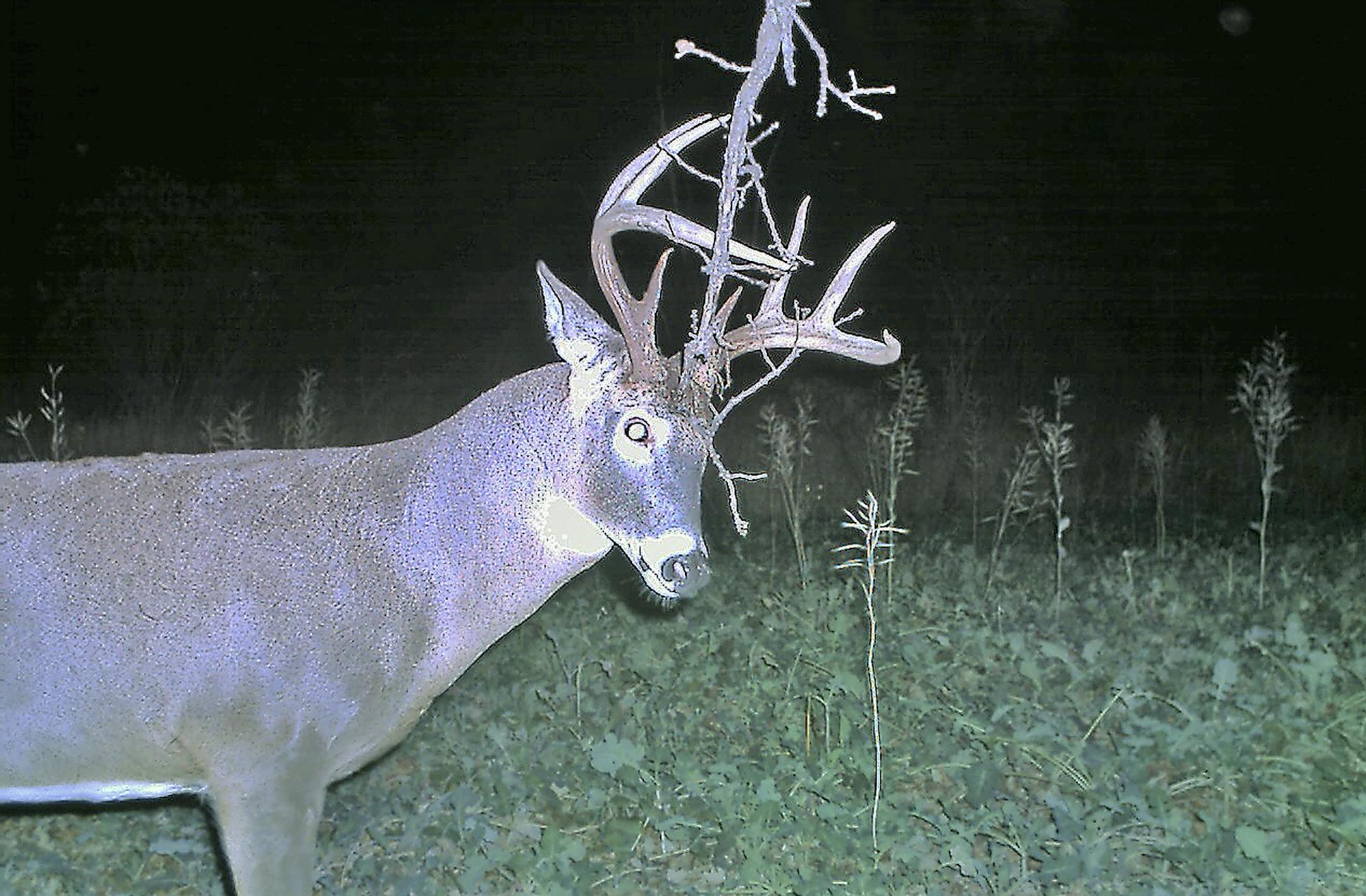 This mature whitetail buck caught on a trail cam is leaving scent on a branch overhanging a scrape on the edge of brassicas food plot. Trail cams allow a peek into animal behavior that is otherwise rarely seen.