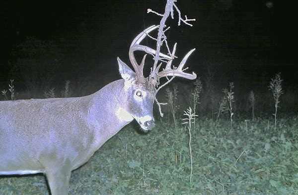 This mature whitetail buck caught on a trail cam is leaving scent on a branch overhanging a scrape on the edge of brassicas food plot. Trail cams allo