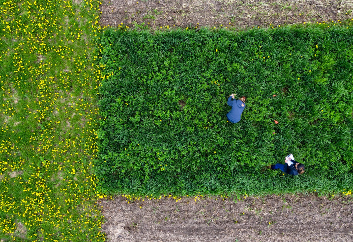 Years of unchecked pollution from farm chemicals have brought Minnesota "to the brink of a public health crisis," according to a new report. Above, University of Minnesota students checked the growth of Kernza grass at a field at the U's St. Paul campus.