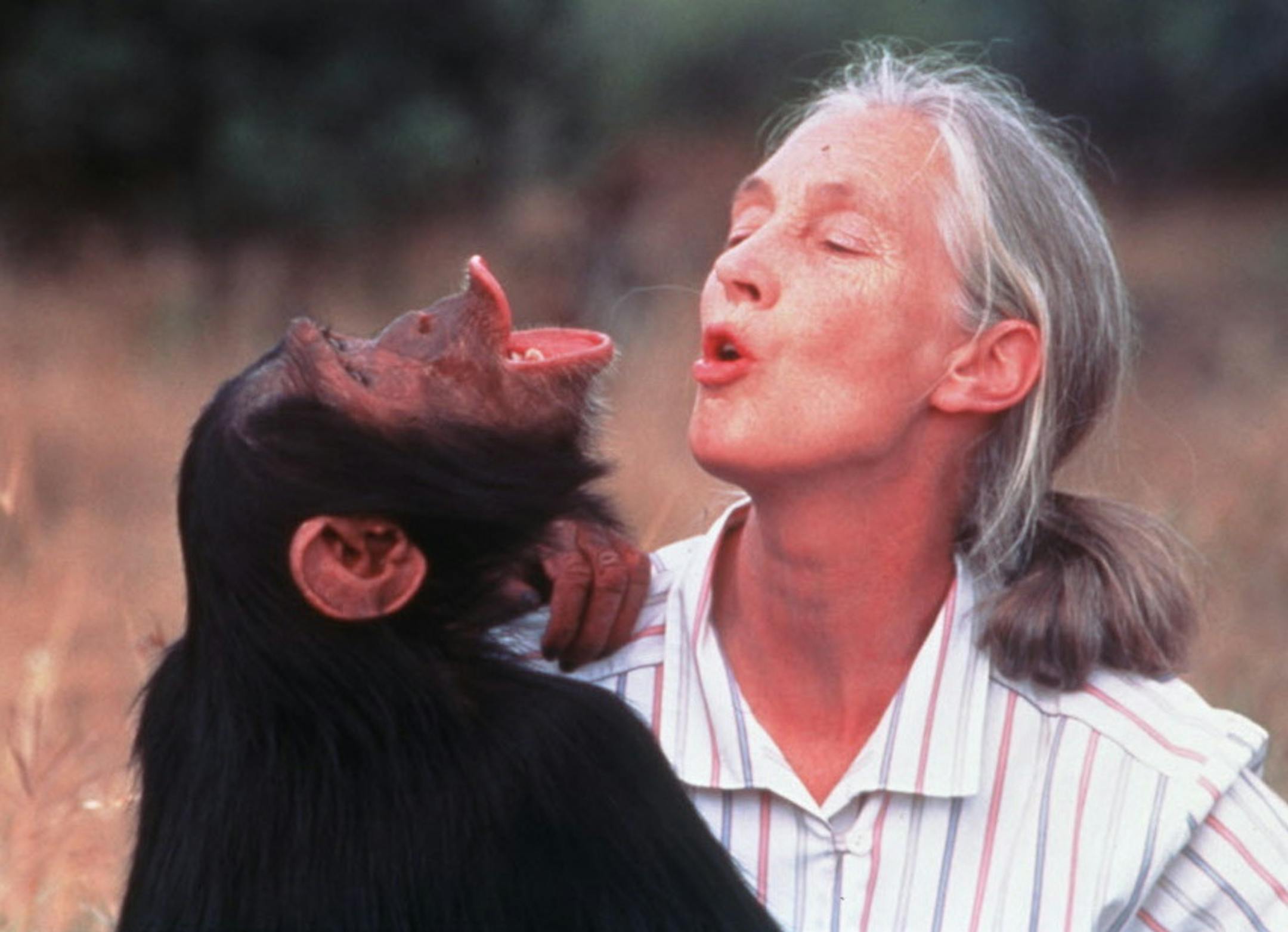 After making groundbreaking discoveries about the ways in which chimpanzees interact with one another and the world around them, Dr. Jane Goodall has taken her message of respect for chimpanzees and the environment worldwide. Goodall and her chimpanzee subjects are at the heart of the Science Museum of Minnesota's Jane Goodall's Wild Chimpanzees giant screen film, which makes its debut in the Omnitheater on October 17, 2002. Photo by Michael Neugebauer, courtesy of the Science Museum of Minnesot
