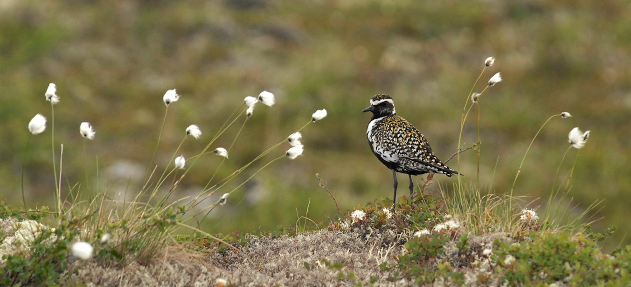 Golden plovers were heavily targeted by commercial hunters in the late 1800s.
credit: Jim Williams