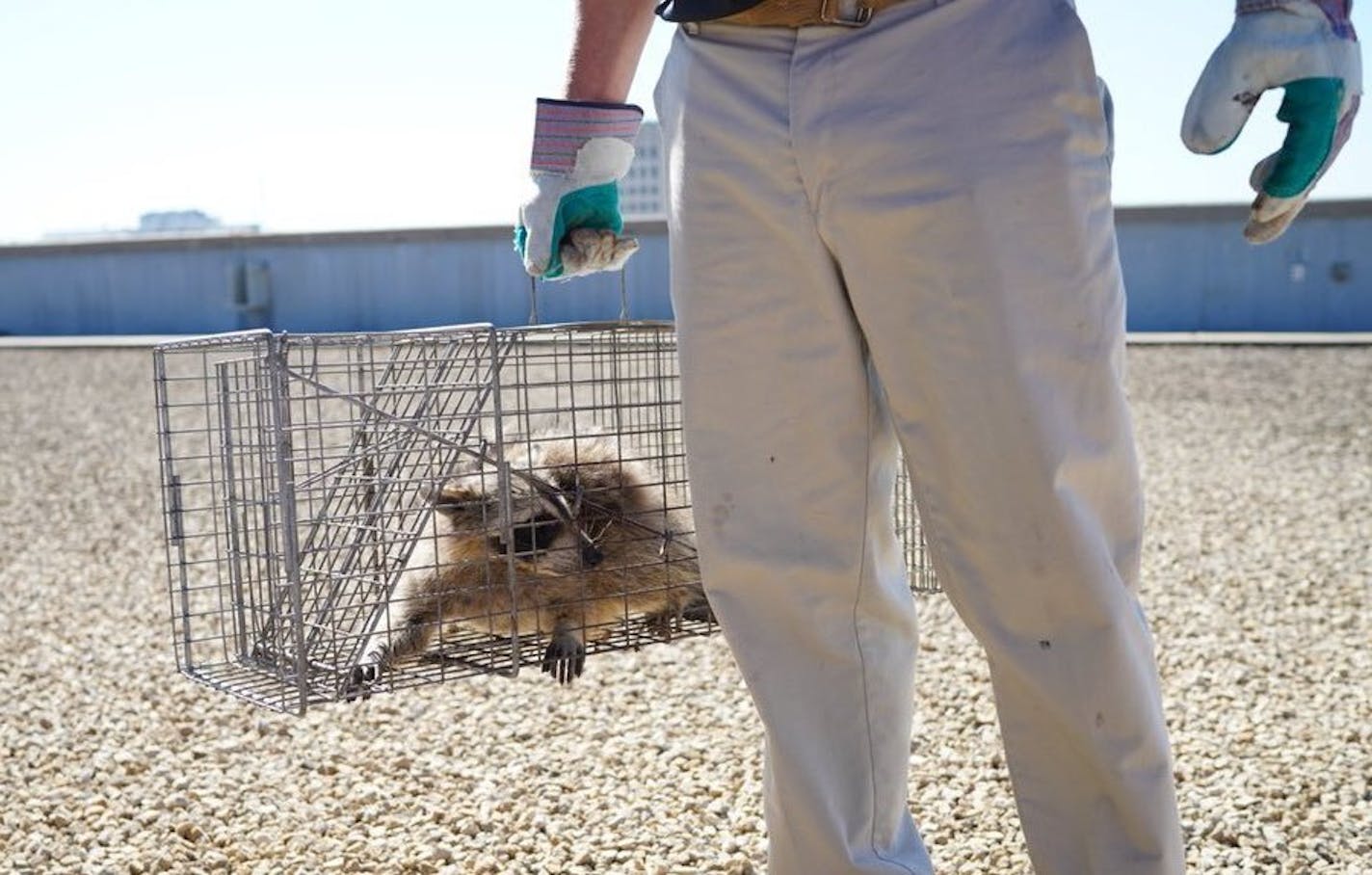 The raccoon that scaled the UBS Plaza was caught in a live trap baited with cat food overnight in St. Paul, Minn., and was picked up by Wildlife Management Services Wednesday, June 13, 2018. Nearby Minnesota Public Radio branded the raccoon with the hashtag #mprraccoon. The woodland creature also had its own Twitter account, with one tweet saying, "I made a big mistake." Many feared for the raccoon's safety. The raccoon will be released in the wild. (Evan Frost/Minnesota Public Radio via AP)