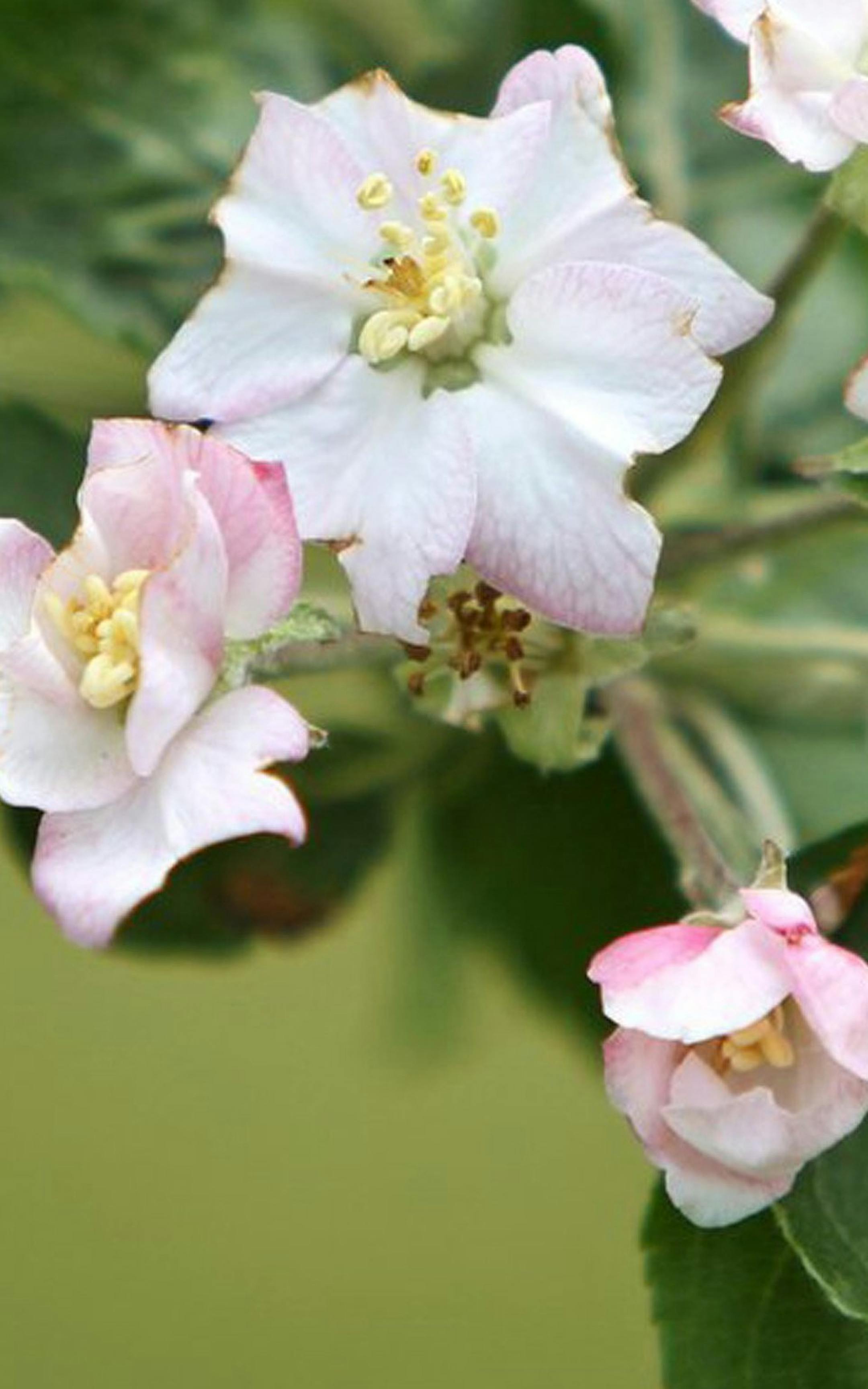 Apple 324, a Brown Sweet apple tree blooms in the Historic Apple Orchard at Seed Savers Exchange in Decorah, Iowa, where 550 varieties of apple trees grow. (Tammy Ljungblad/Kansas City Star/MCT)