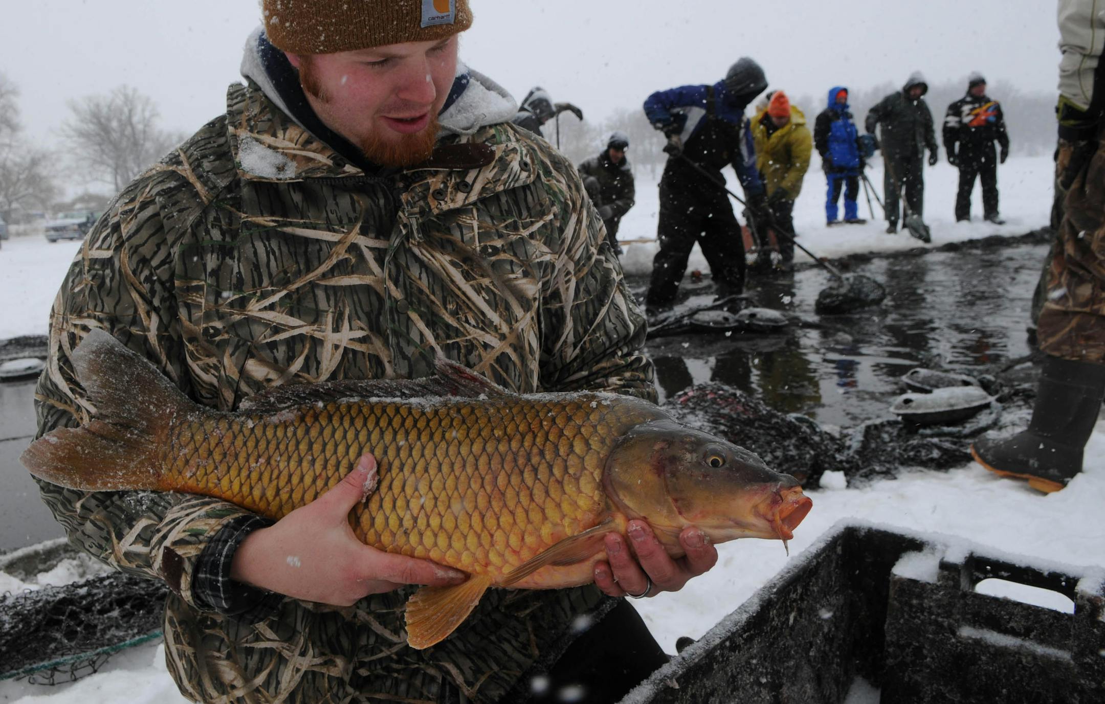Lake Susan carp round up. Brett Miller a research Technician holds a large carp one of over 3,000 fish take were caught. Having found a way to reduce sea lampreys in the Great Lakes, Peter Sorensen now is taking on the common carp. The University of Minnesota biologist has begun a scientific study in three lakes in Eden Prairie and Chanhassen that could offer the first hope for thinning the nasty bottom diggers from lakes across the country. Two-thirds of all Minnesota lakes - and all metro-area