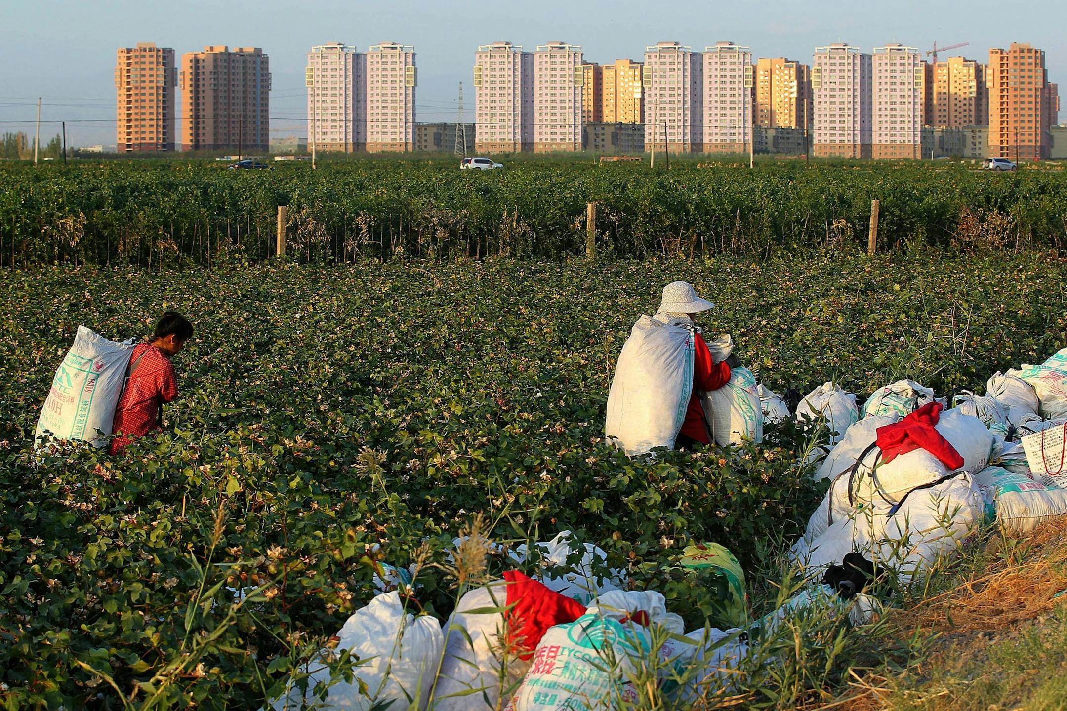 Workers carry bags of cotton as they harvest cotton in a field in Hami in western China's Xinjiang Uyghur Autonomous Region Wednesday, Sept. 21, 2016. The arid western region of Xinjiang is home to much of China's cotton production (Chinatopix via AP) ORG XMIT: XMAS801