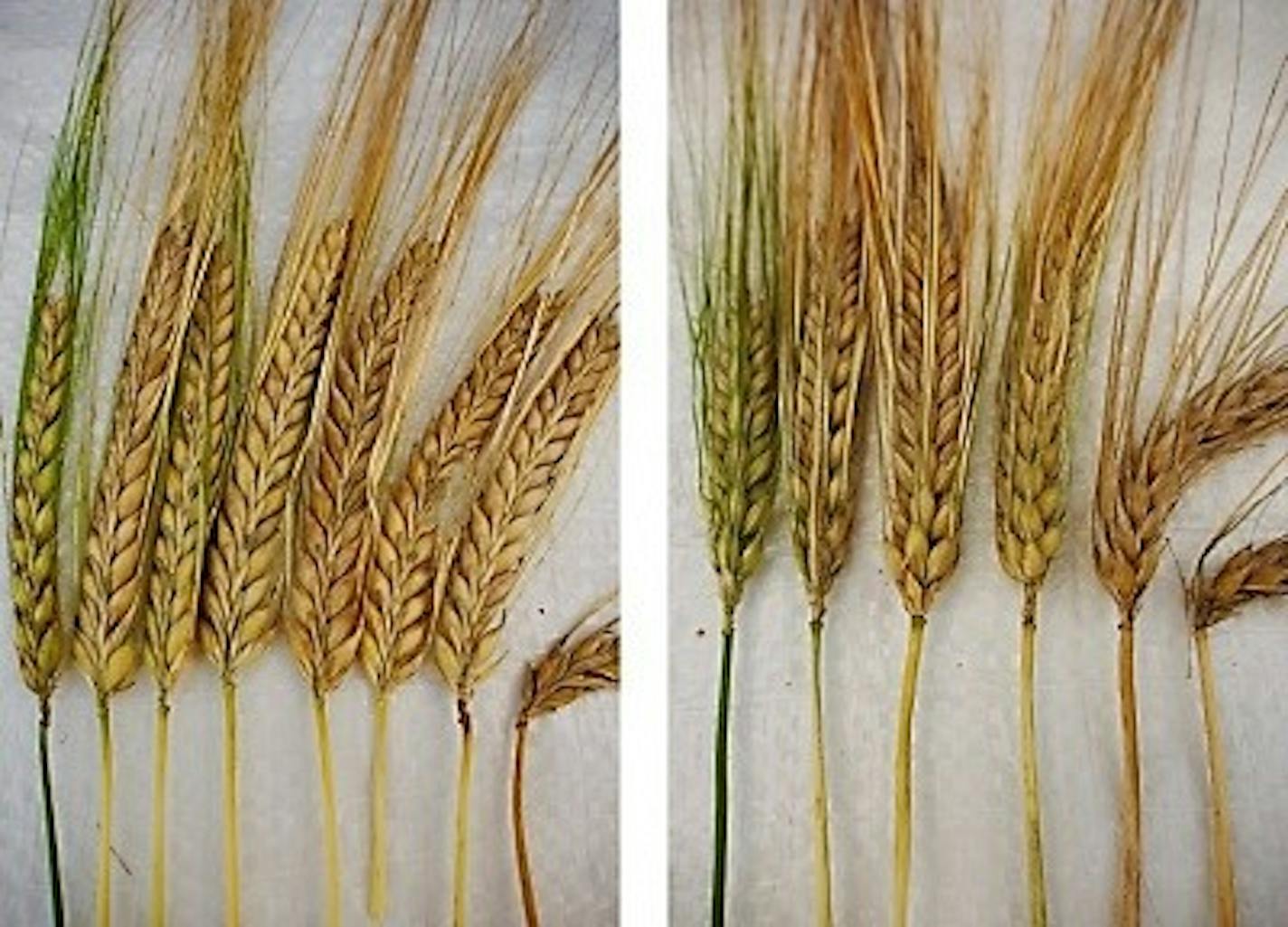 This composite from the Cornell University College of Agriculture and Life Sciences shows two-row barley in various stages of maturity on the left, and six-row barley on the right. Six-row is more commonly grown in Minnesota but is falling out of favor with brewers.