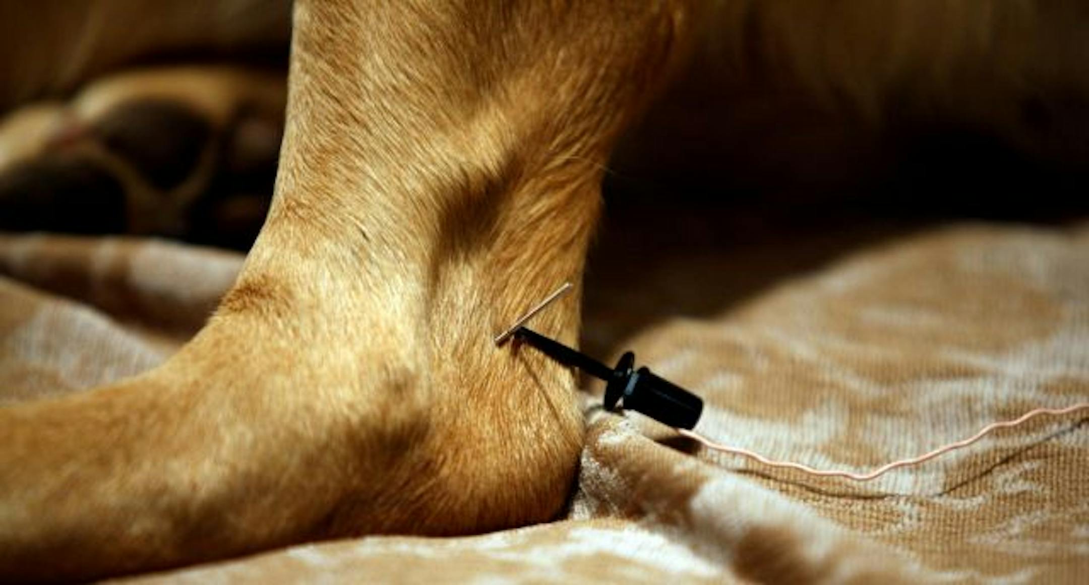 Bella, 3-year-old yellow lab, received current through some of her acupuncture points during her session. Bella is being treated for arthritis.