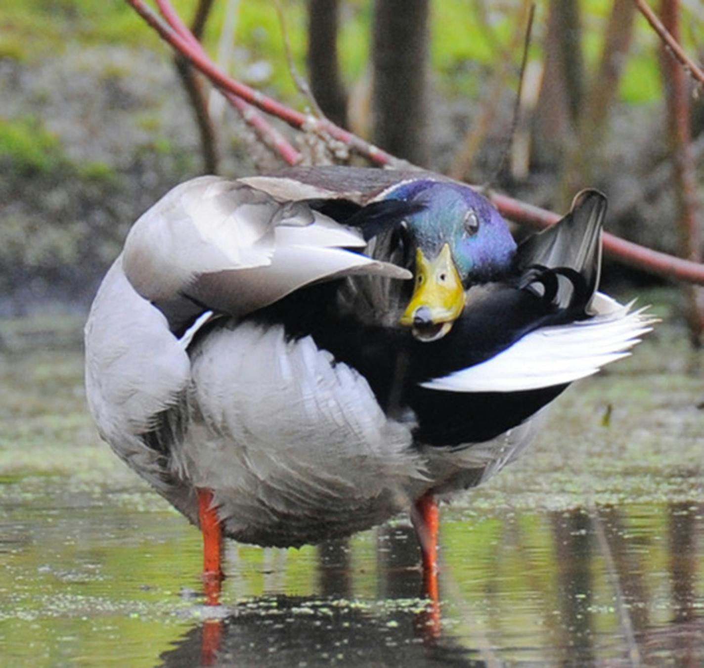 A mallard preening.