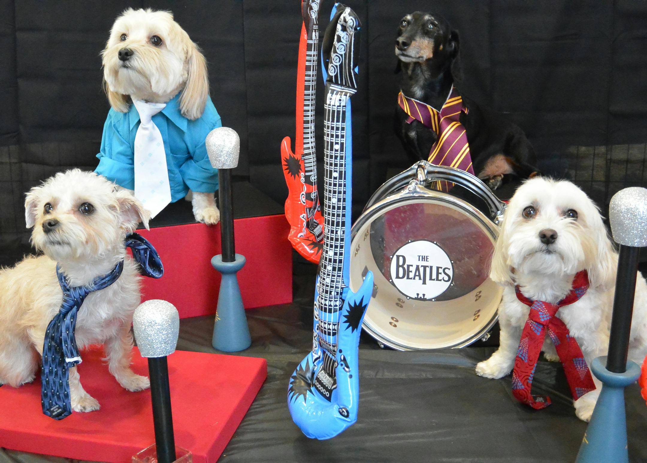 Pop culture:
First place
Pets: Lennon, Penny, Dobey and Lily Owners: Sue, Chelsea and Ryan Luse, of Eagan
Comment: Sue Luse said the biggest challenge with the photo shoot was “getting four dogs to sit still, wearing outfits and not be fighting with each other.” (The real Beatles had a similar problem.) And the dog named Lennon actually portrayed his namesake, John Lennon. 2019 Halloween Pet Costume Contest
