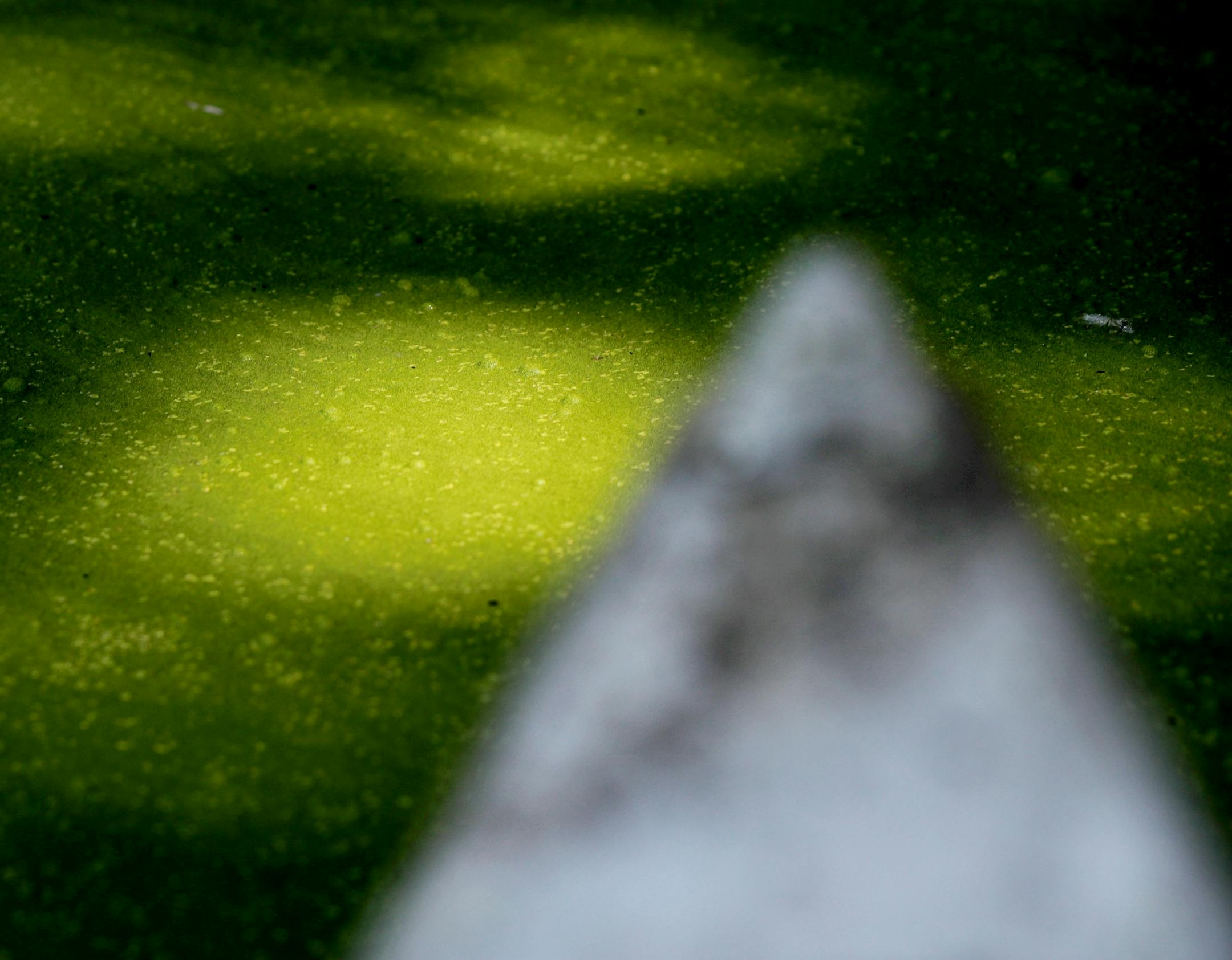 Duckweed and algae bloom in Winchester Pond Wednesday, July 23, 2019, in Bloomington, MN.