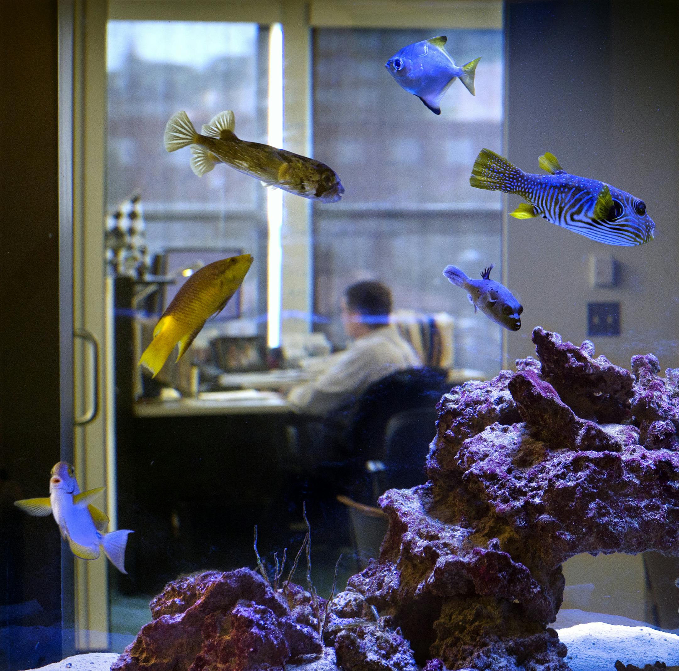 At Service Management Group, fish are a part of the office culture. Saltwater aquariums can be found on three floors of its building. (Keith Myers/Kansas City Star/TNS) ORG XMIT: 1191853