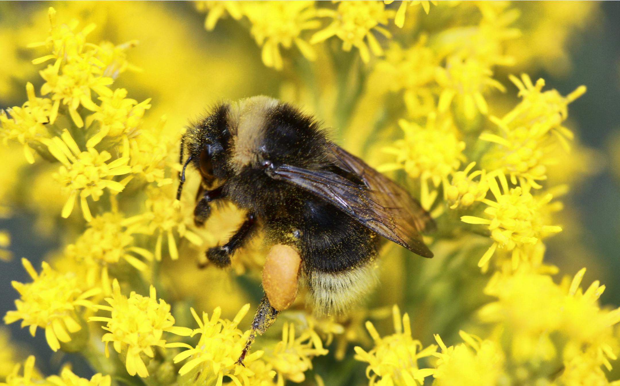 This undated photo provided by Rich Hatfield shows a western bumble bee (Bombus occidentalis) lands on Canada goldenrod. The Pacific Northwest Bumble Bee Atlas for Idaho, Oregon and Washington that started this month aims to accumulate detailed information about bumblebees with the help of hundreds of citizen scientists spreading out across the three states. (Rich Hatfield/The Xerces Society via AP)