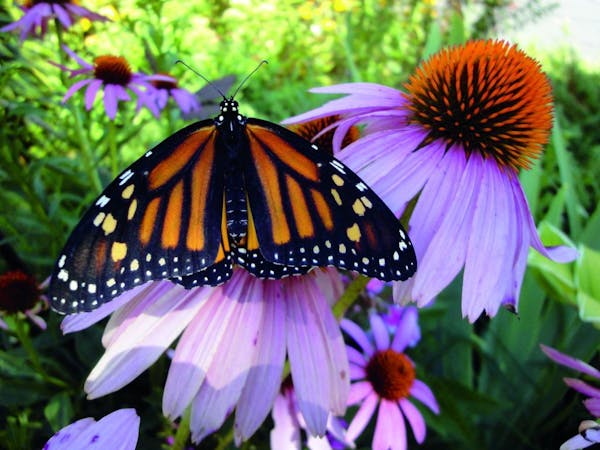 Monarch butterfly on a coneflower