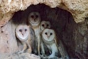 The barn owl family found in LaCrosse, Wis., in October.Photo by Karla Bloem, one-time use only with column