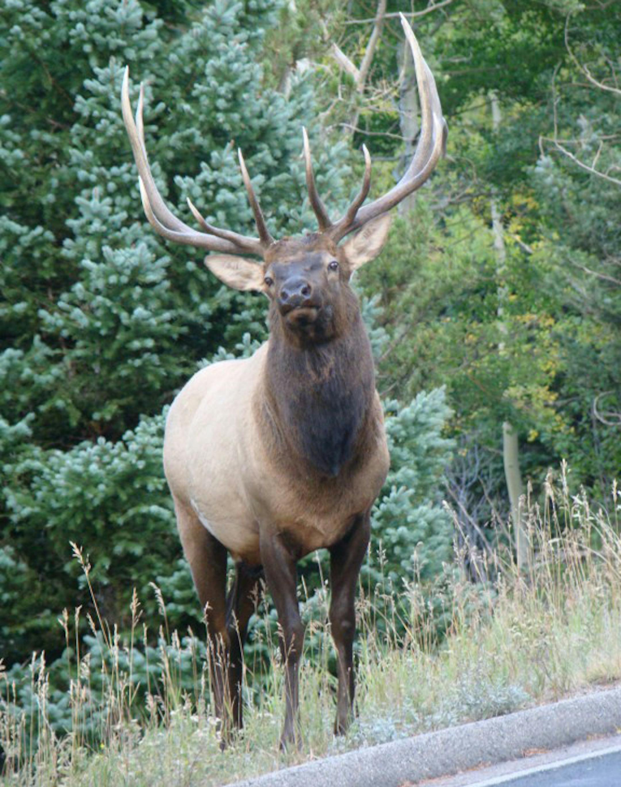 An elk in Rocky Mountain National Park.