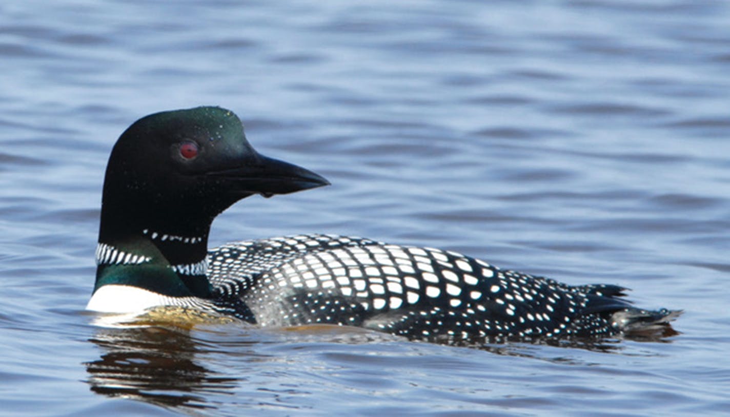 A common loon on the surface of a lake.