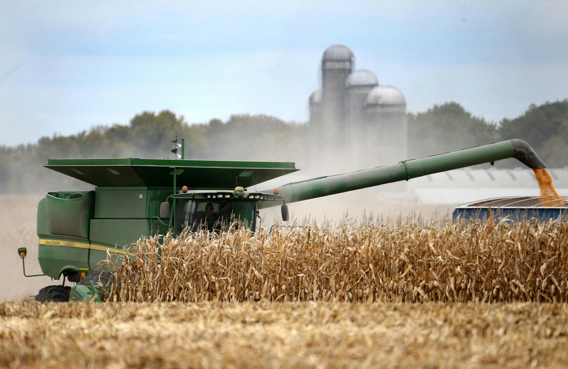 Members of the Peterson family, who operate Far-Gaze Farms, worked harvesting corn on one of their fields, this one 142 acres, Friday, Oct. 9, 2015,near Northfield, MN.](DAVID JOLES/STARTRIBUNE)djoles@startribune.com Crop estimates to be released Friday may show that Minnesota corn and soybean farmers are forecast to produce record crops in 2015, due largely to early planting and adequate summer rain. The healthy crops won't necessarily make farmers rich, since crop prices remain stubbornly low.