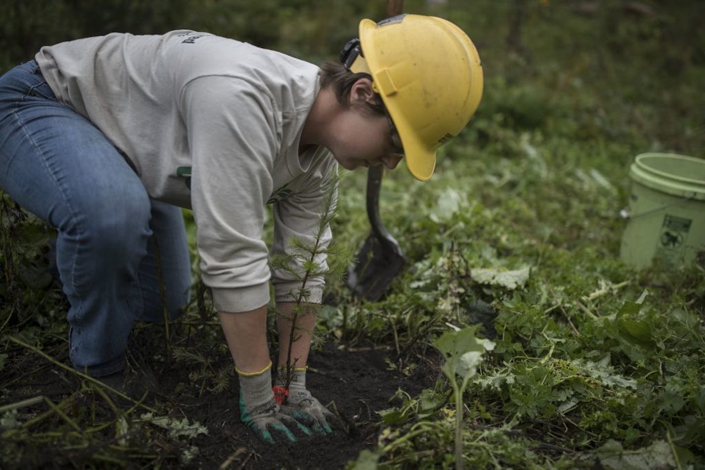 Kristin Hawkinson a members of the Conservation Corps planted around 100 tamarack trees near highway 61 and Warner Road Wednesday September 19, 2018 in St Paul, MN.