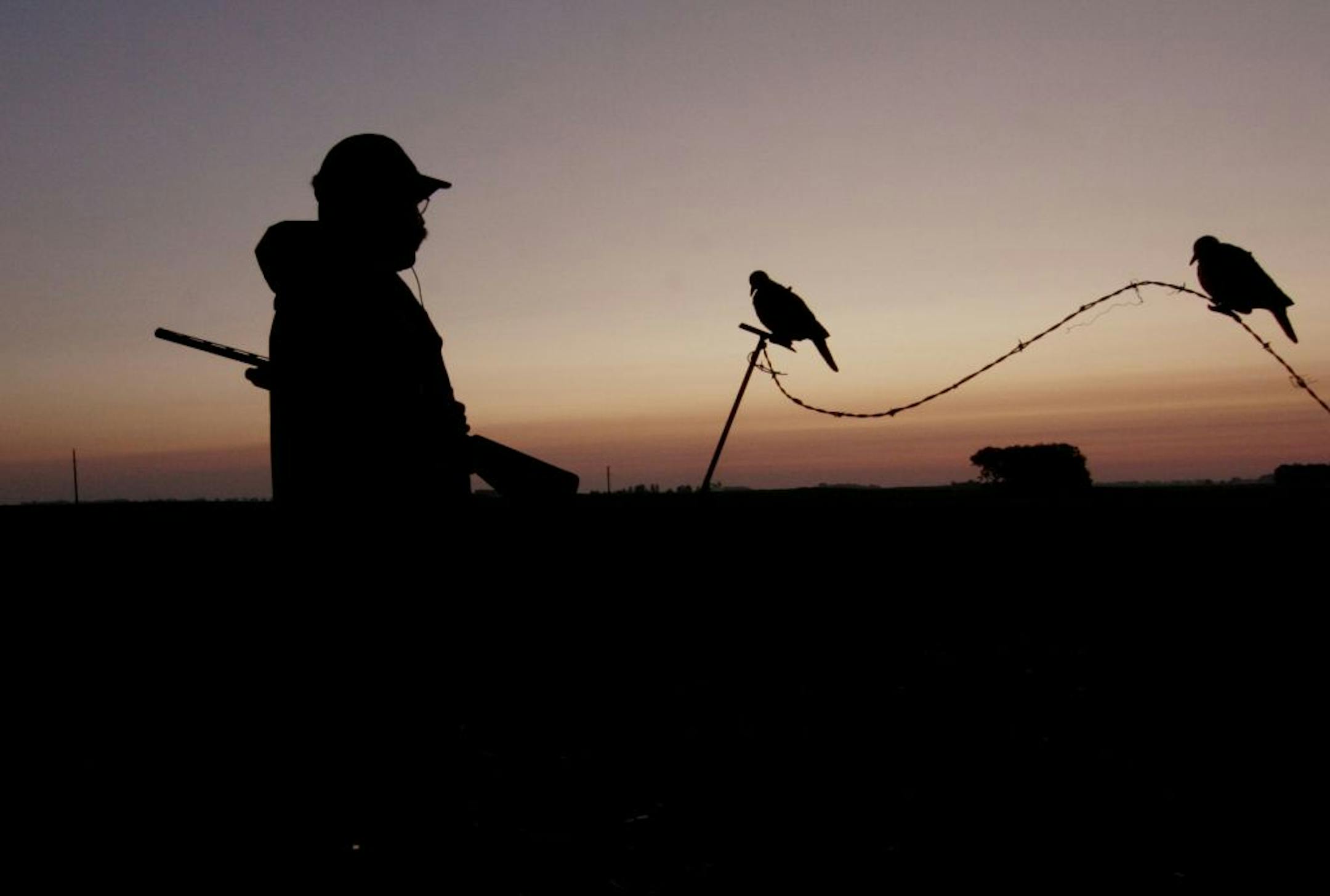A hunter scans the sky in southwestern Minnesota for mourning doves, hoping decoys he's placed on a wire will help attract them. The 2013 season begins one half-hour before sunrise on Sunday, September 1.