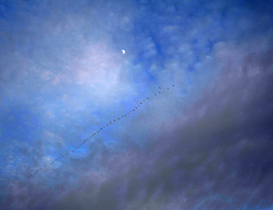 A flock of geese migrates on a moonlight night.