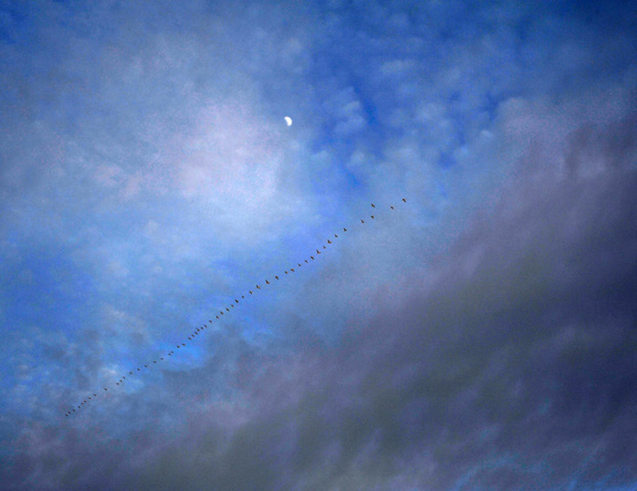 A flock of geese migrates on a moonlight night. Jim Williams photo
