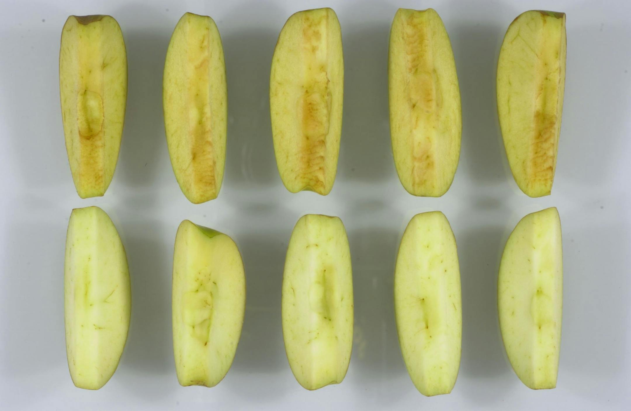 An apple genetically engineered not to turn brown is putting the Agriculture Department and the apple industry on the spot. The department appears inclined to approve the so-called Arctic apple, designed by a small Canadian company. First, though, officials must confront some enduring public distaste for genetically modified foods. Pictured, Arctic Golden slices (bottom) compared to conventional Golden slices. (Okanagan Specialty Fruits/MCT)