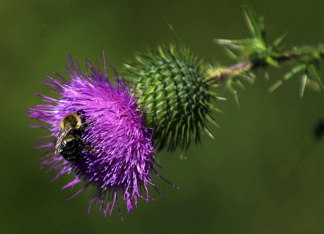 A bumble bee on a thistle flower in a meadow at the family's 10-acre residence in Scandia.