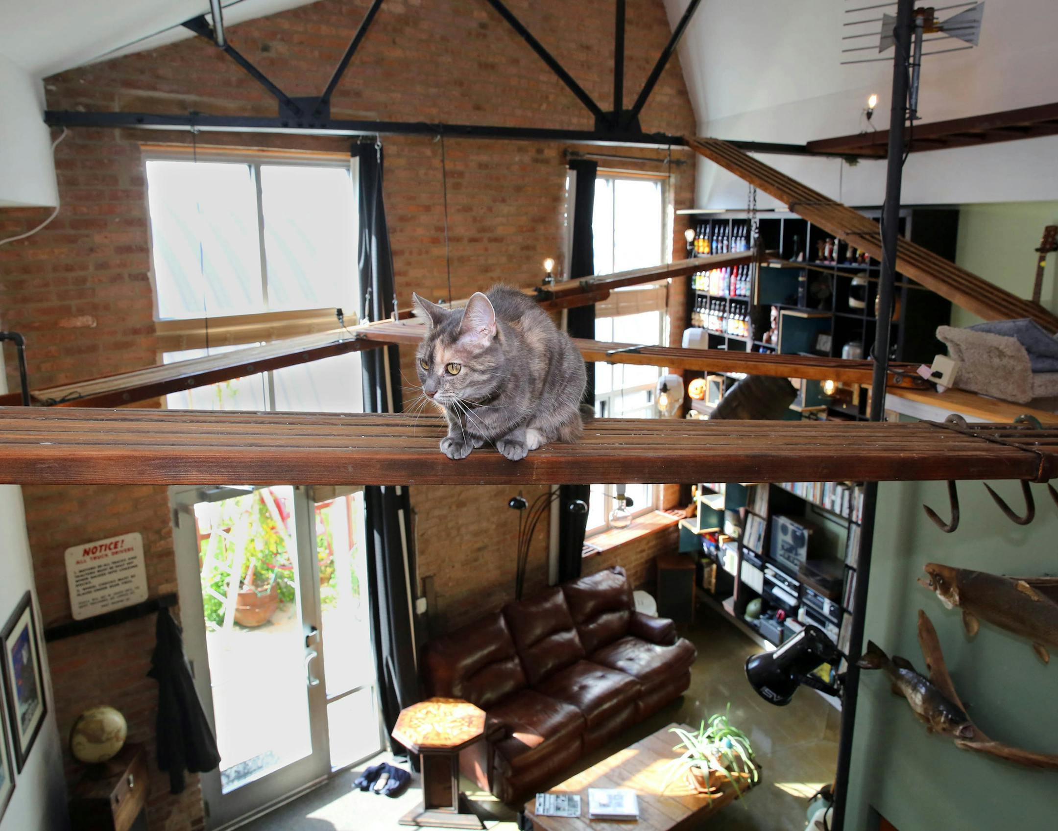 A series of planks is a dream jungle gym for Fanvry, a 9-year-old female cat who lives with Keith Stachowiak Jr. in Riverwest. (MIke De Sisti/Milwaukee Journal Sentinel/TNS) ORG XMIT: 1175841