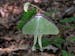 ** FOR USE WITH AP WEEKLY FEATURES ** This new adult Luna moth has just emerged from a coccoon and is drying its wings prior to an initial nocturnal f