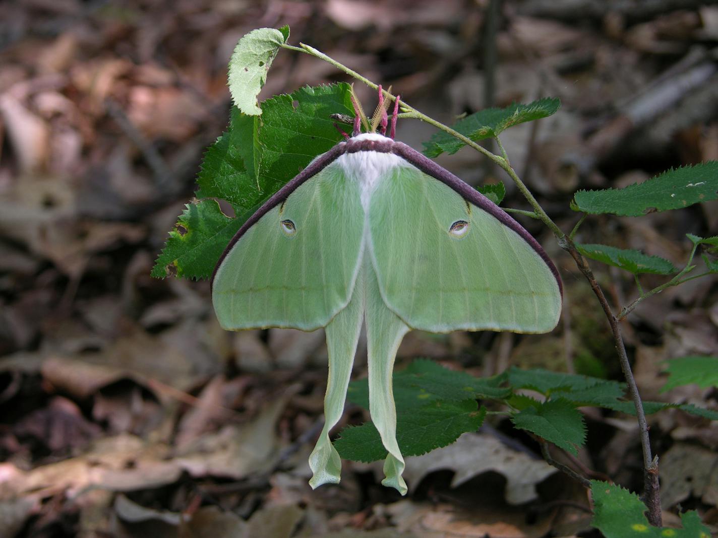 ** FOR USE WITH AP WEEKLY FEATURES ** This new adult Luna moth has just emerged from a coccoon and is drying its wings prior to an initial nocturnal flight. Moth species greatly outnumber butterflies and, despite their drab reputations, many are just as colorful. (AP Photo/ Dean Fosdick) ORG XMIT: NY662