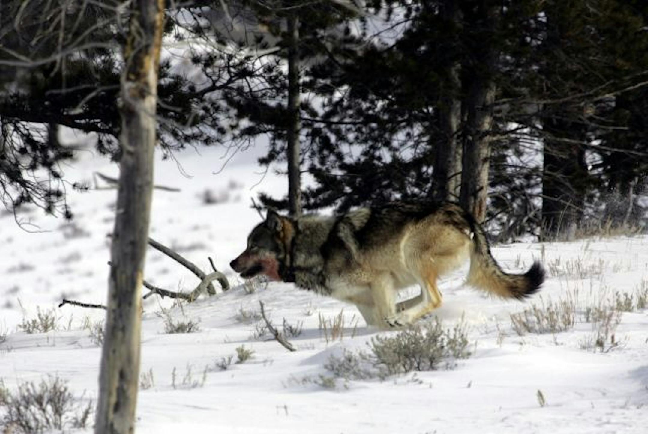 This Feb. 16, 2006 photo released by the National Park Service shows a Wolf near Blacktail Pond in Yellowstone National Park.