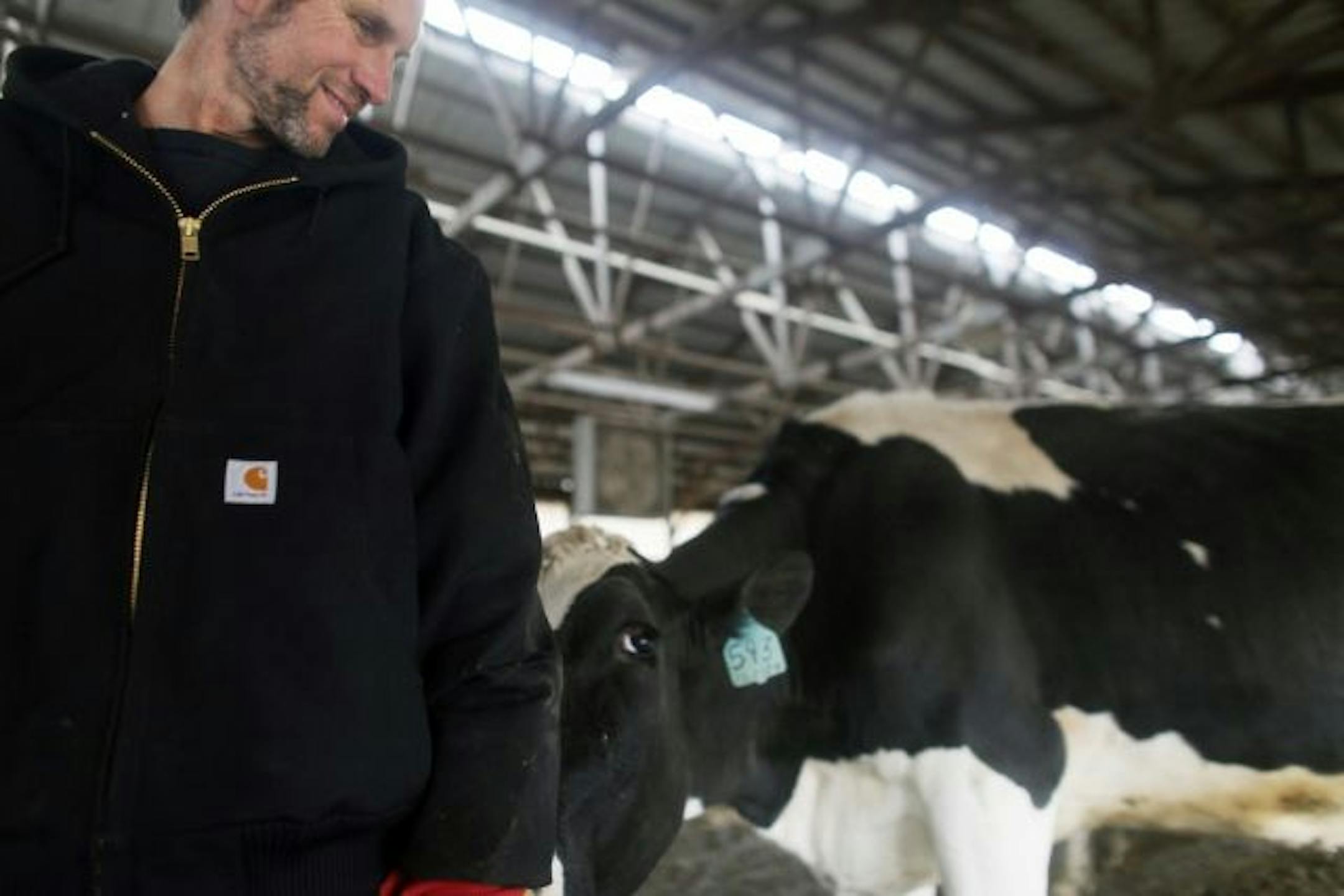 Bruce Boettcher got a sweet hello from one of his 150 cows. Boettcher works long days, getting up at 3 a.m. and finishing at 7 p.m.