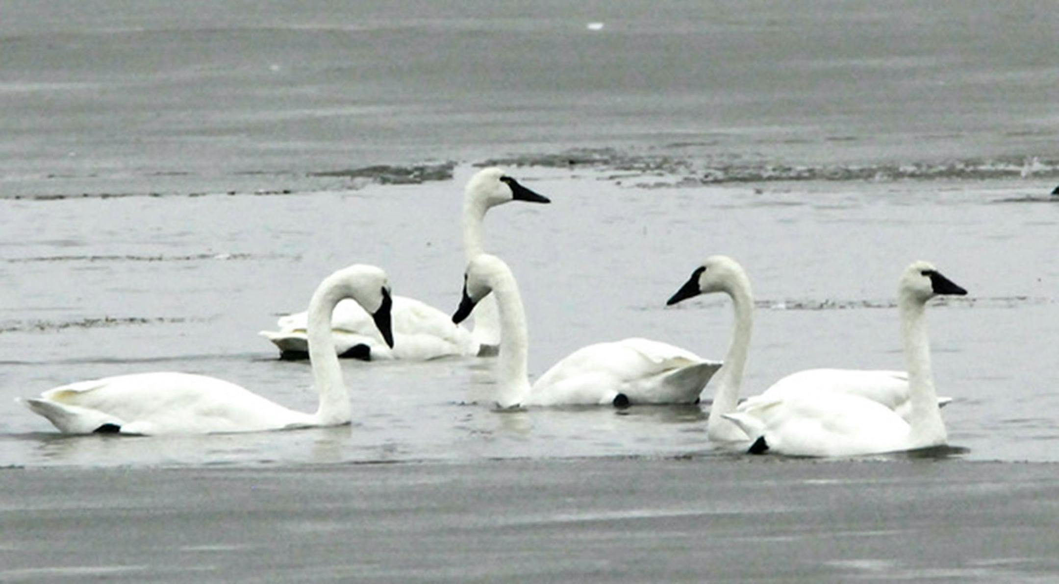 Tundra swans in a small lake in Carver County. These migrants choose resting sites at random. Jim Williams photo