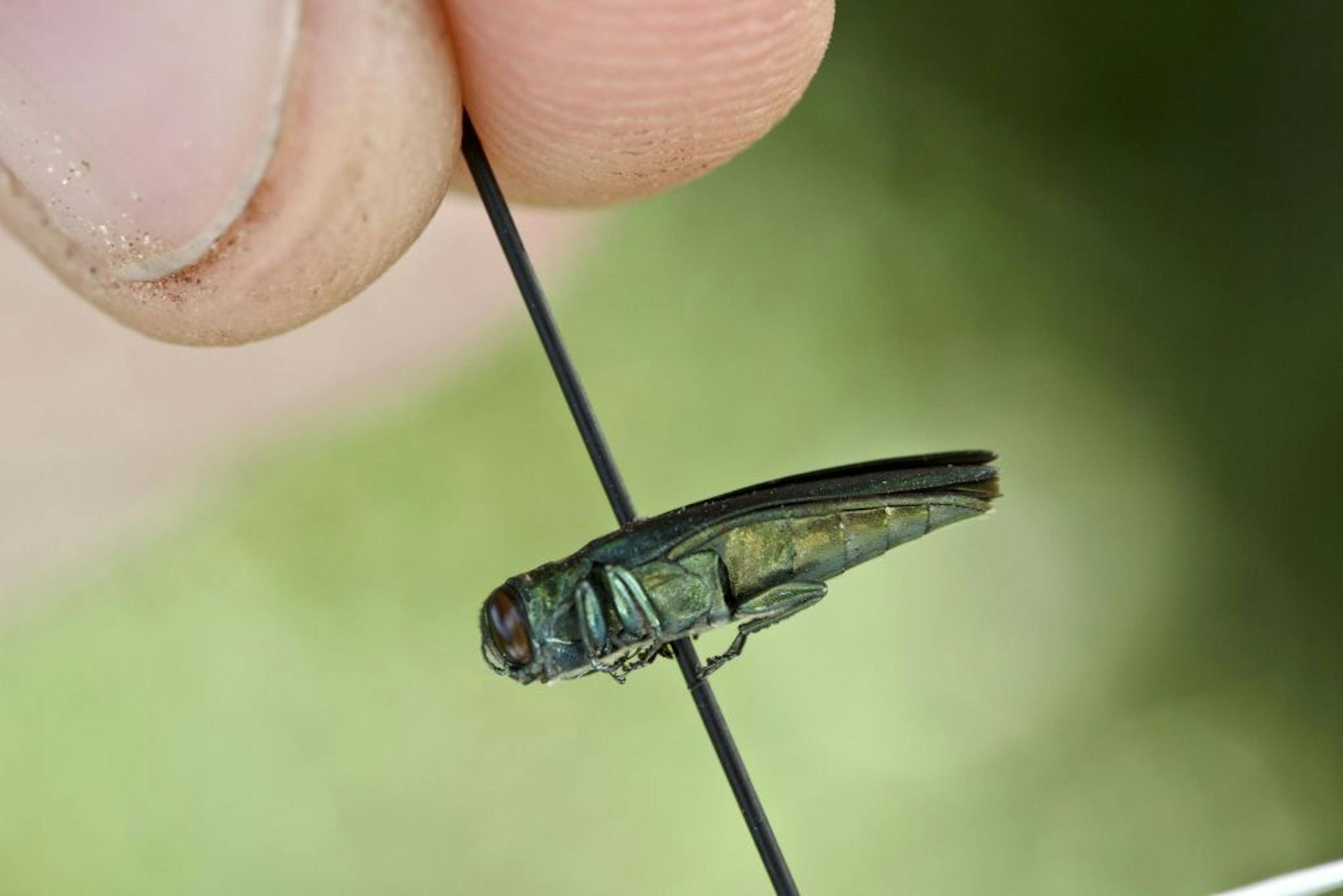 AP MEMBER FEATURE EXCHANGE ADVANCE FOR AUG. 12 - In this Aug. 6, 2012 photo, Claire E. Rutledge, assistant entomologist at the Connecticut Agricultural Experiment Station, holds an emerald ash borer at the baseball field at Canfield Park in Prospect, Conn. The beetle is destroying ash trees throughout much of the country, and was found for the first time in Connecticut in July.