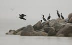 Cormorants on a stony point on one end of Little Pelican Island in Leech Lake.