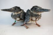 These two orphaned kingfishers were admitted to the Wildlife Rehab Center in a previous year.