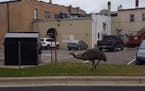 Dork the emu, who escaped from owner Tom Berry's home in nearby Becker in early summer, had become a celebrity of sorts on Facebook.