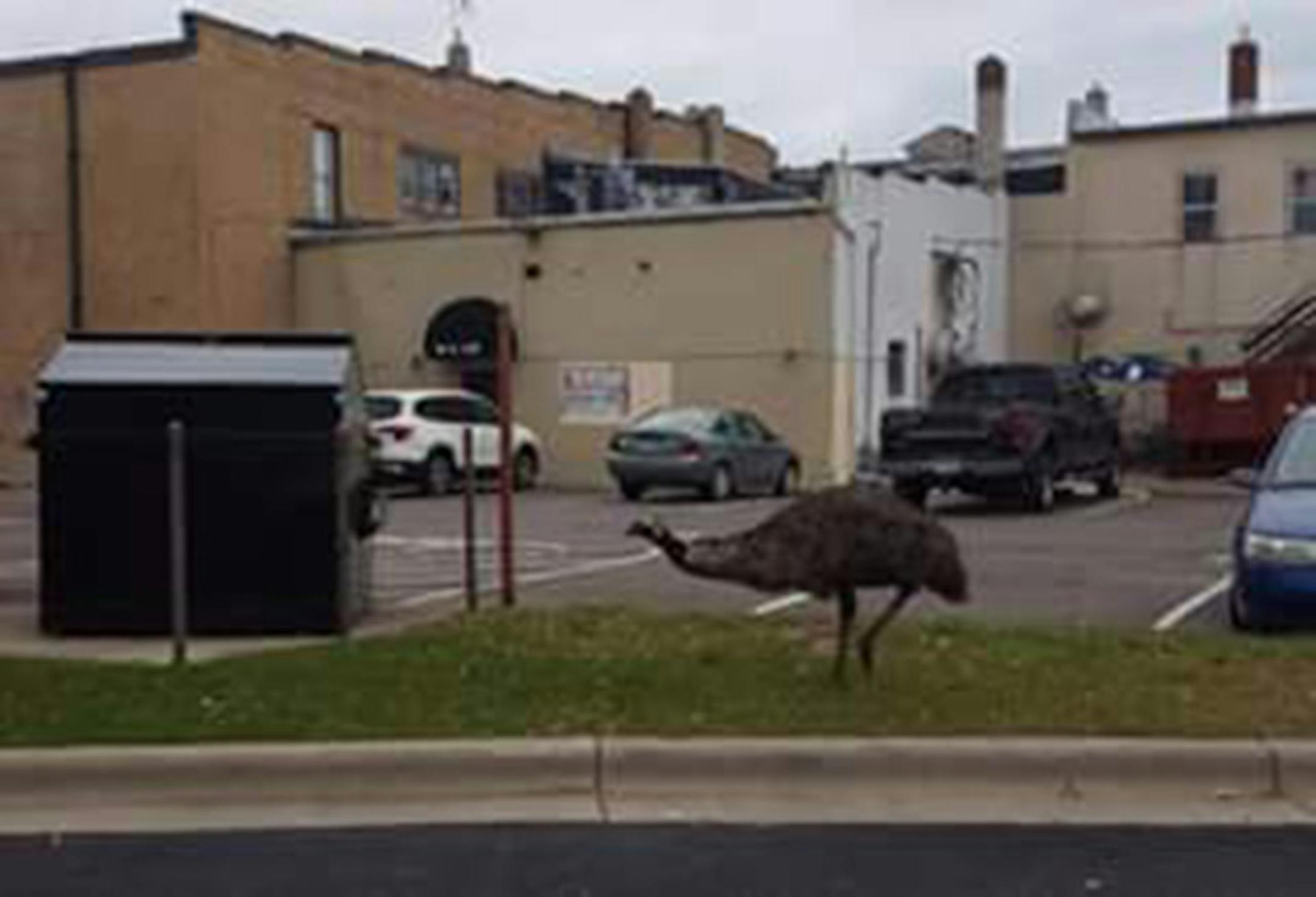 Dork the emu, who escaped from owner Tom Berry's home in nearby Becker in early summer, had become a celebrity of sorts on Facebook.