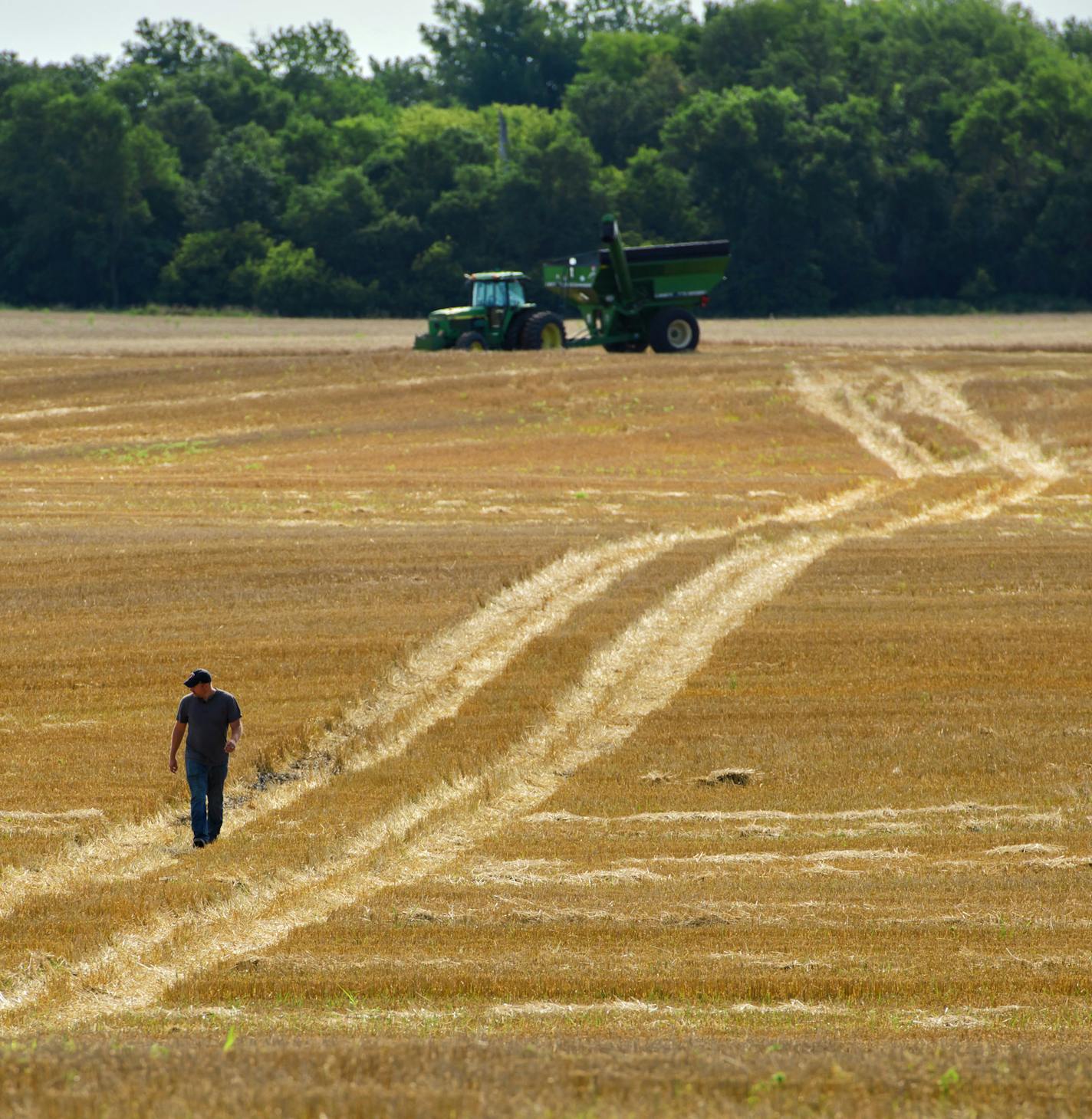 Jack Weber positioned his tractor and grain chaser bin before taking out the wheat combine for harvest. ] GLEN STUBBE &#xa5; glen.stubbe@startribune.com Wednesday, August 23, 2017 Trip to western Minnesota with Glen Stubbe to interview, photograph and film the harvesting of wheat at Jack Weber's farm. Wheat doesn't make him money but it does improve the health of his soil. This crop rotation is one of several steps Weber uses to make the land better and is in line with what General Mills wants t