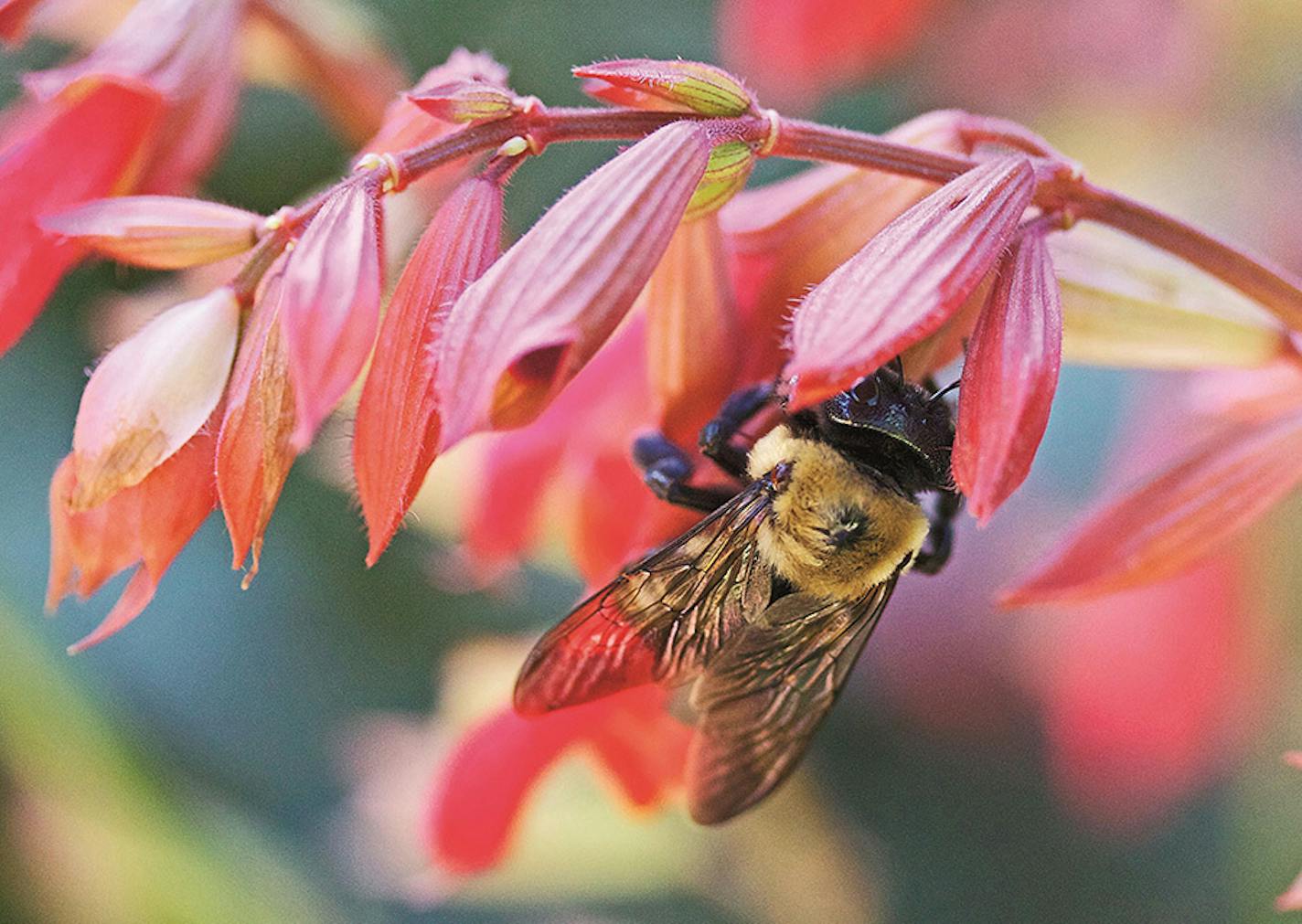 Bees need flowers for the nectar and pollen they provide, in return for pollination services.