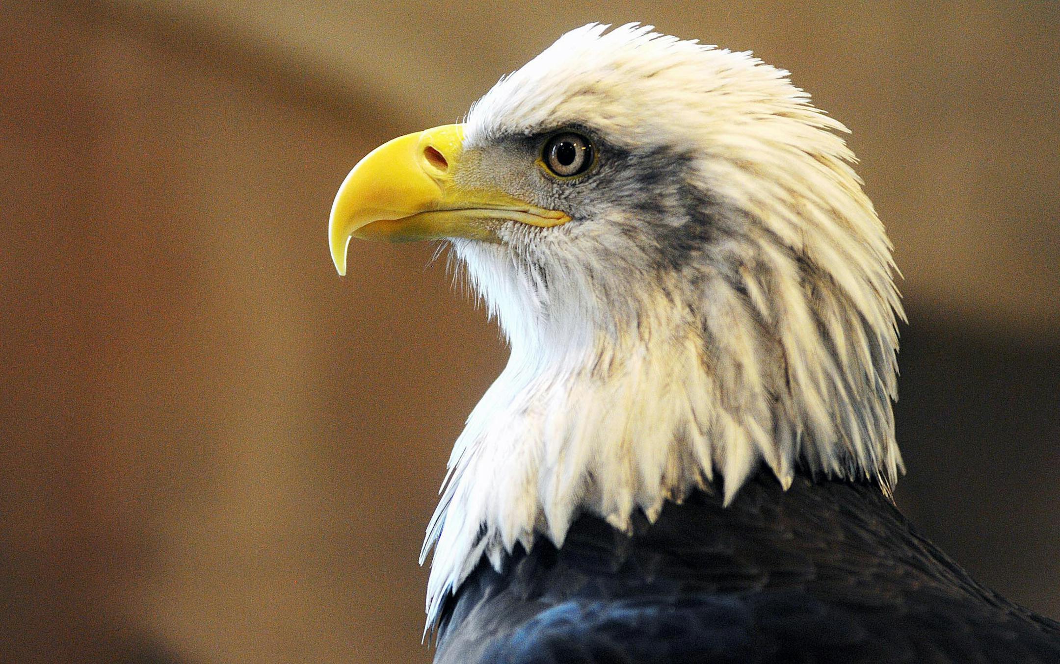 Columbia the bald eagle at the National Eagle Center stares during the Soar With the Eagles event, Saturday, March 9, 2013 in Wabasha, Minn. (AP Photo/Winona Daily News, Joe Ahlquist) ORG XMIT: MIN2013032509543325