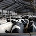 Dairy cows wait outside of the milking parlor at Daley Farms in Lewiston. (ANDY KOSIER/Star Tribune)
