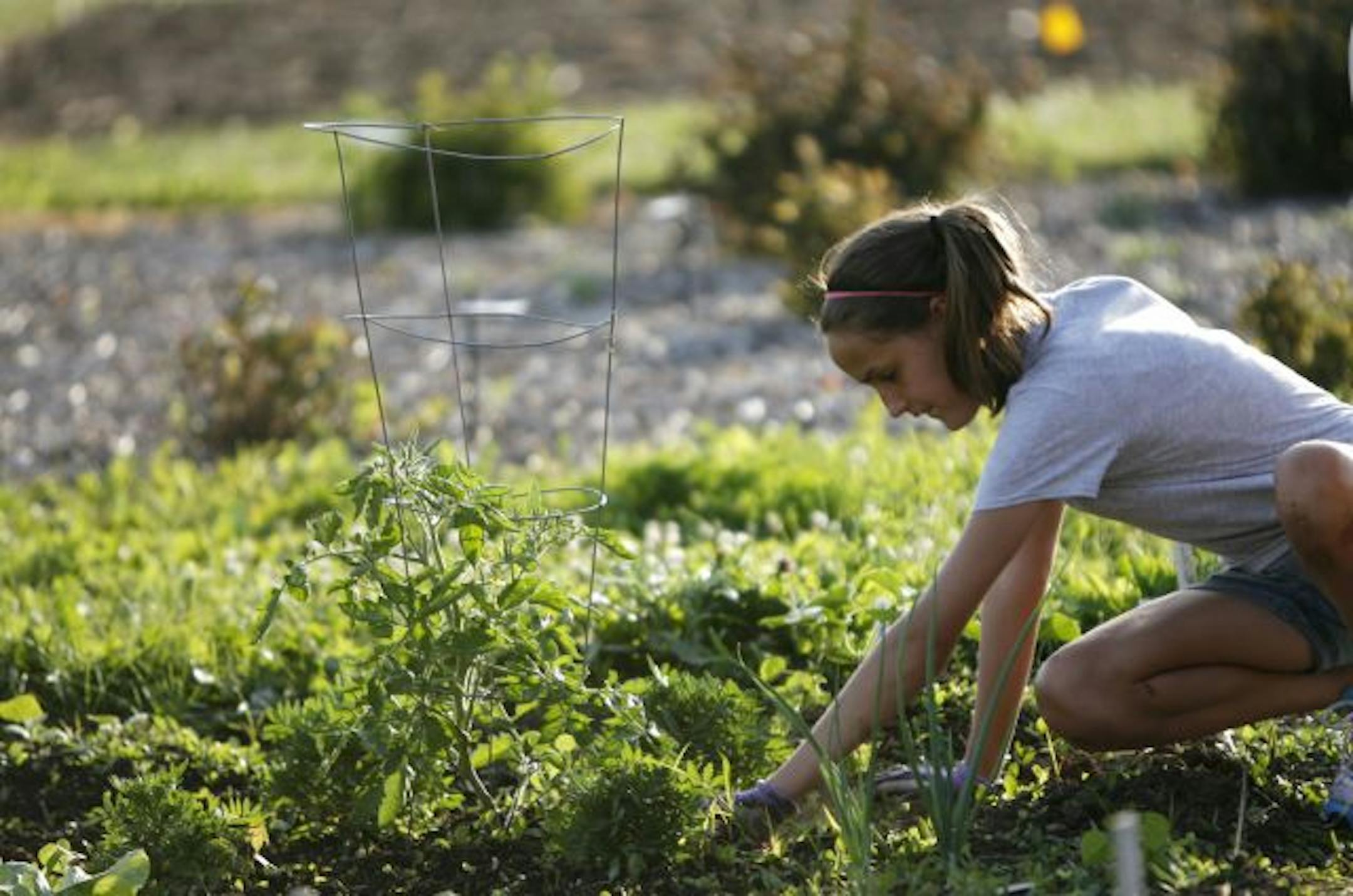 Taylor Rients, 12, of Eagan, weeded her plot of land during a youth master gardening class in Rosemount at the UMore Park.