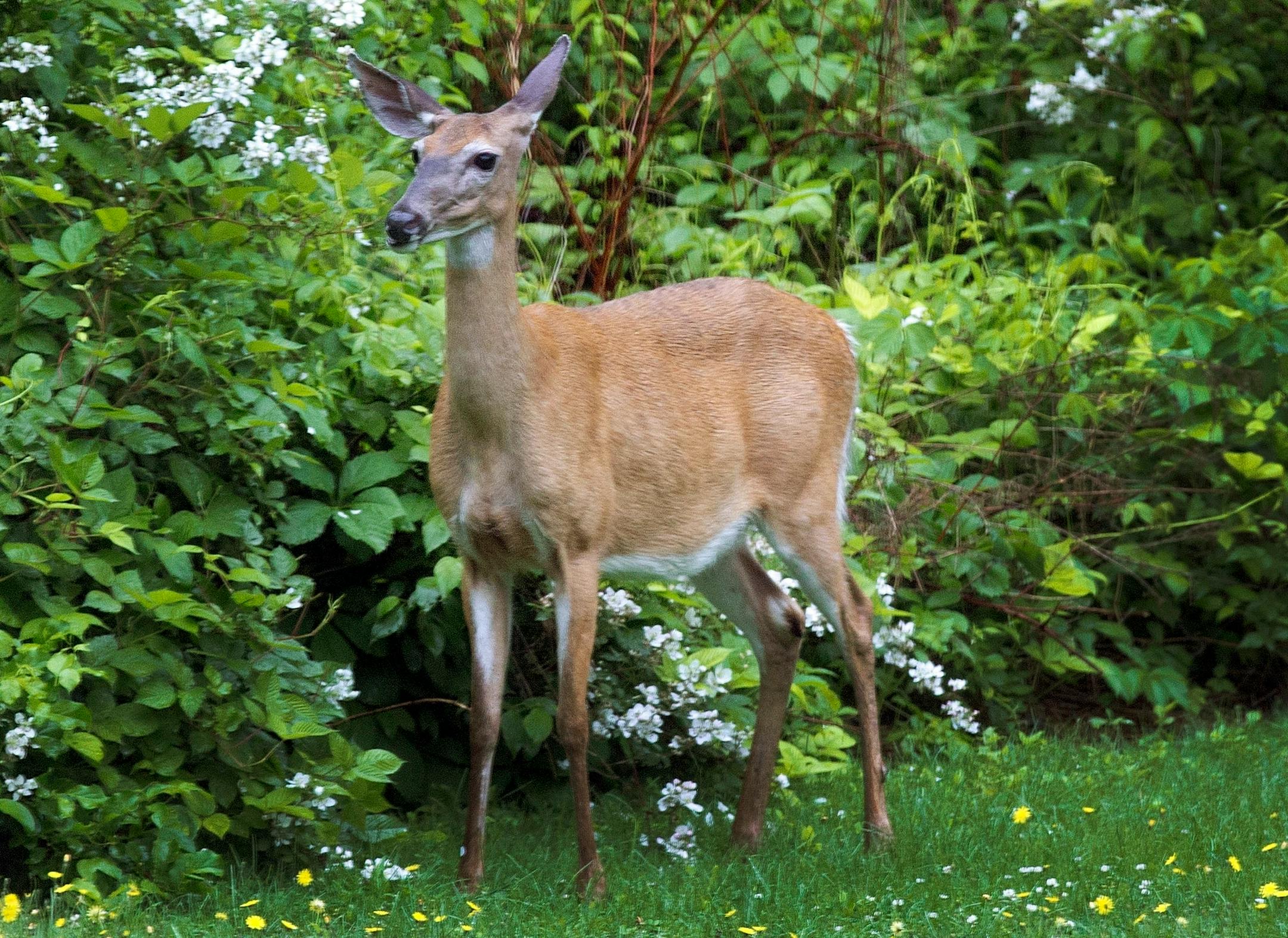 Minnesota deer hunting restrictions will be eased this fall thanks to herd growth, but state wildlife managers are still acting cautiously in issuing tags to hunters.