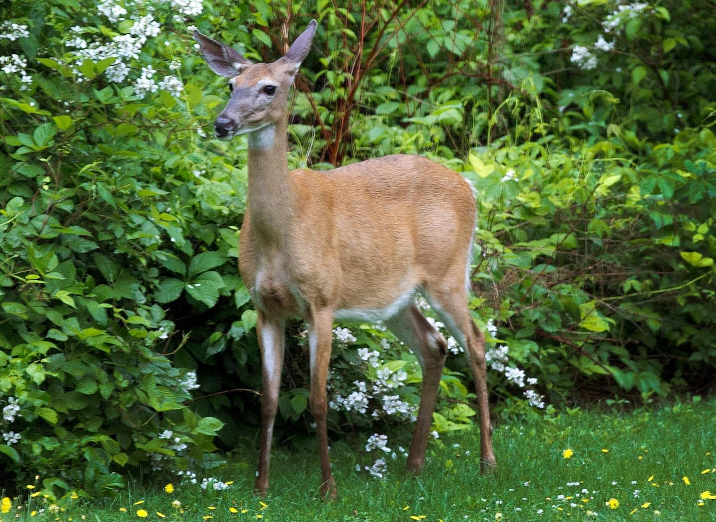 Minnesota deer hunting restrictions will be eased this fall thanks to herd growth, but state wildlife managers are still acting cautiously in issuing tags to hunters.