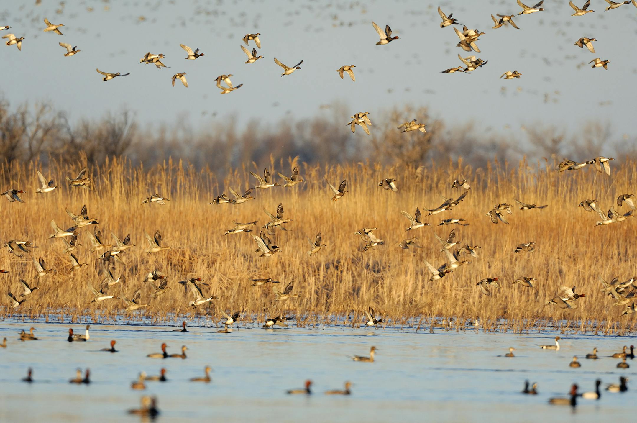 During spring migration, oftentimes migrating waterfowl will gather in large numbers in any available open water. This flock consists mostly of northern pintail ducks, but a variety of other waterfowl species are also present.