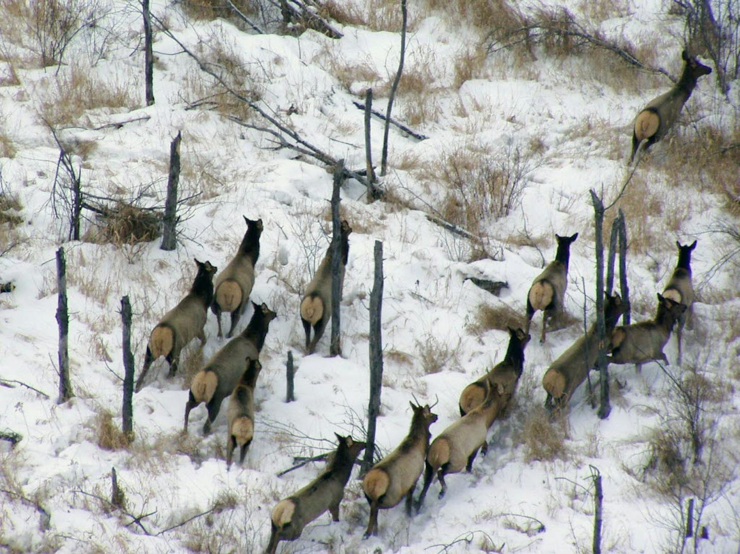 Minnesota Department Of Natural Resources To Survey Elk Populations