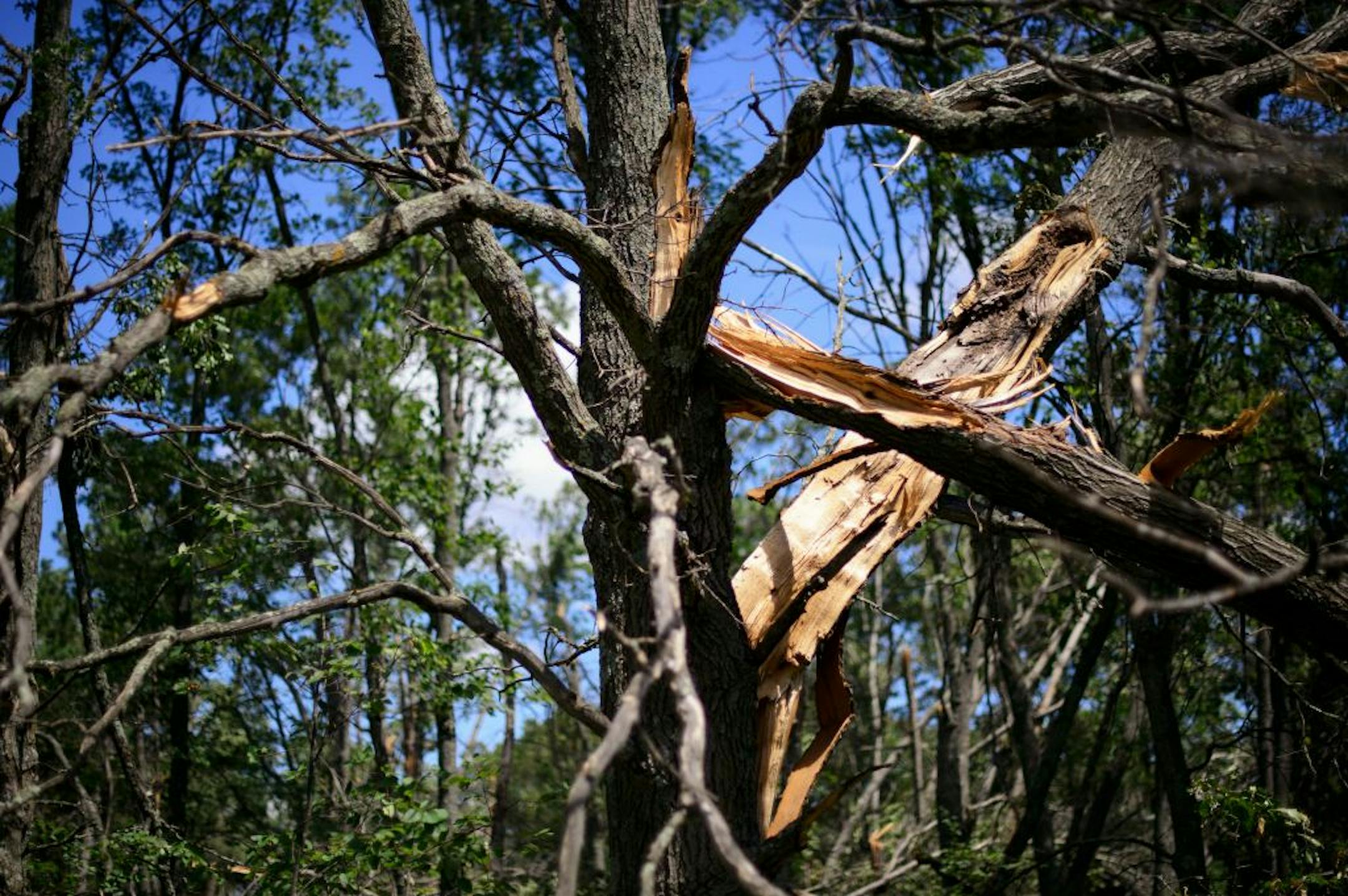 This Friday, July 17, 2015 photo shows an oak tree in Nisswa, Minn., split by recent storms. (Glen Stubbe/Star Tribune via AP) ST. PAUL PIONEER PRESS OUT; MAGS OUT; TWIN CITIES LOCAL TELEVISION OUT; MANDATORY CREDIT