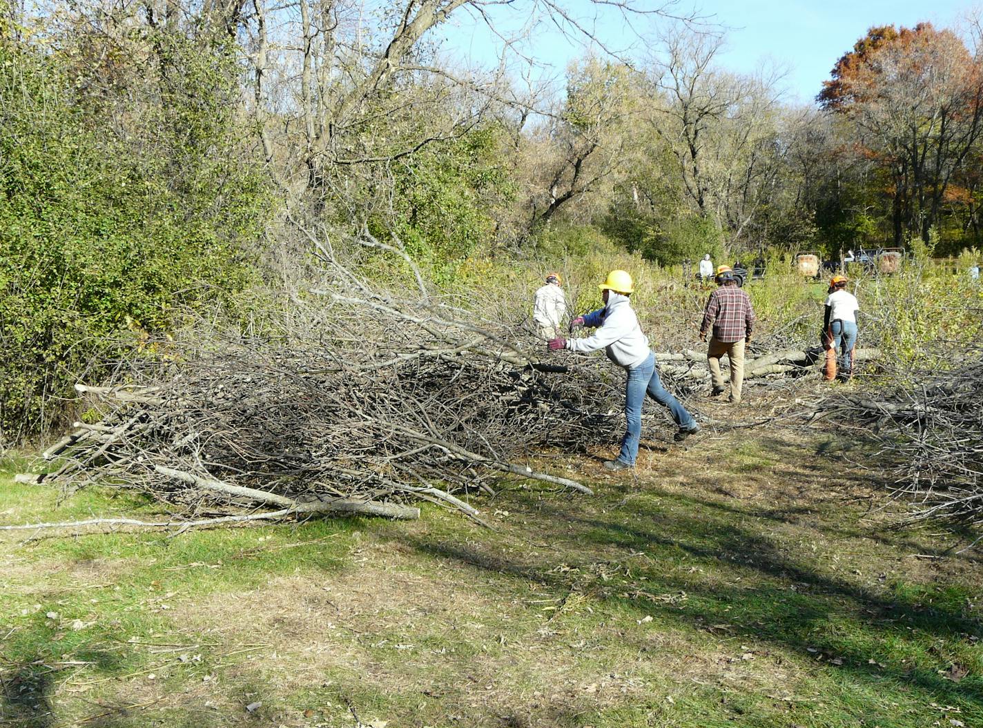 Photo by David Peterson Crews cut down trees as part of a prairie restoration project in Savage last week.