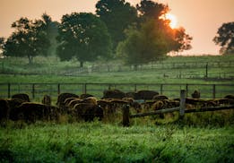 Bison graze as the sun rises over Northstar Bison in Rice Lake, Wisconsin. Northstar Bison is the largest one hundred percent grass fed bison operatio